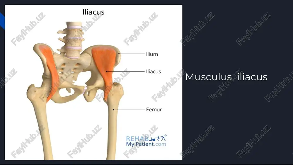 ae calcaneus quadratus plantae flexor digitorum longus rehab.1s$ my patient.com lumbricals (foot) proximal phalanges lumbricals flexor digitorum longus rehab16$ my patient.com dorsal interossei (foot) rehab.i.s$ ® my patient.com dorsal interossei proximal phalanx metacarpal