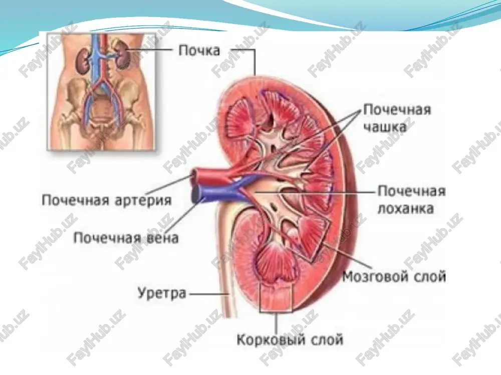 n a’zolarda yallig’lanish kasalliklari (uretrit, sistit, prostatit, appendisit, enterokolit); umumiy kasalliklar (immun tanqisligi, qandli diabet, semizlik); surunkali intoksikasiya (chekish, spirtli ichimliklarni suiste’mol qilish, professional zararli omillar ta’siri); o’tkir pielonefritni o’z vaqtida davolamasilik. surnkali pielonefrit bir yoki ikki tomonlama bo’ladi, lekin buyraklar zararlanish darajasi turlicha bo’ladi. infeksiyaning buyraklarga tushish yo’llari: gematogen – mikrofloraning buyraklarga tushishining eng ko’p kuzatiladigan yo’li. urogen- siydik yo’llari devori orqali moyillik qiluvchi omillar pielonefrit rivojlanishi uchun buyrakka infeksiya tushishining o’zi kifoya qilmaydi. urodinamikaning buzilishi; - turli darajadagi reflyukslar -siydik qopi disfunksiyasi - sfinkter funksional yetishmovchiligi - prostata bezi adenomasi - siydik yo’llari qisqaruvchanlik faoliyati buzilishi - siydik-tosh kasalligi, siydik yo’llari o’sma kasalliklari -nefroptoz -buyraklar anatomik tuzilishi buzilishi -homiladorlik pielonefrit mummosining dolzarbligi kasallikning keng tarqalganligi. kasallikning residivlanishi va avj olishi mumkinligi. arterial gipertoniya va surunkali buyrak yetishmovchiligi rivojlanishi xavfi. pielonefrit surunkali buyrak yetishmovchiligi rivojlanishiga olib keladigan buyrak kasalliklari o’rtasida uchinchi o’rinda turadi. tasnifi bir tomonlama ikki tomonlama yagona …