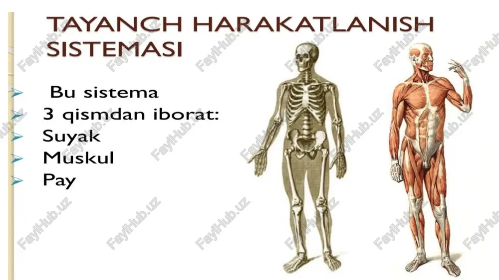 katta odamlar sinostozlar boshlanadi va suyak ichidagi barcha tomirlar yagona tizimni tashkil etadi. 5. senil bosqich — qarilik yoshi. qon tomirlari ingichkalashadi va qon tomirlar tizimi ham susayadi. skelet umumiy - 206 ta suyak tog - 36 ta juft - 85 juft (170 ta) vazifalari 1) tayanch 2) himoya 3) qon hosil qilish 4) tuz deposi ko'krak # umurtga oyoq qafasi pog‘onasi skeleti bosh skeleti miya qutisi _tepa | peshona-1_ -vyuz _ponasimon-1_ ens umurtqa pog’onasi bo'yin (7) ko'krak (12) bel (5) dumg'aza (5) dum (4-5) ko'krak egilmasi kifoz bel egilmasi lordoz dumg'aza-dum egil kifoz sn ko'krak qafasi skeleti 12 ta ko’krak umurtqasi 12 juft(24 ta) qovurg’a 1 ta to'sh qovurg’alar 7 juft(14 ta) chin 3 juft(6 ta) soxta 2 juft(4 ta) yetim qo'l skeleti ue kamar: kurak - 2 o'mrov - 2 erkin: yelka - 2 bilak - 2 tirsak - 2 kaftusti - 16 kaft -10 barmog - 28 …