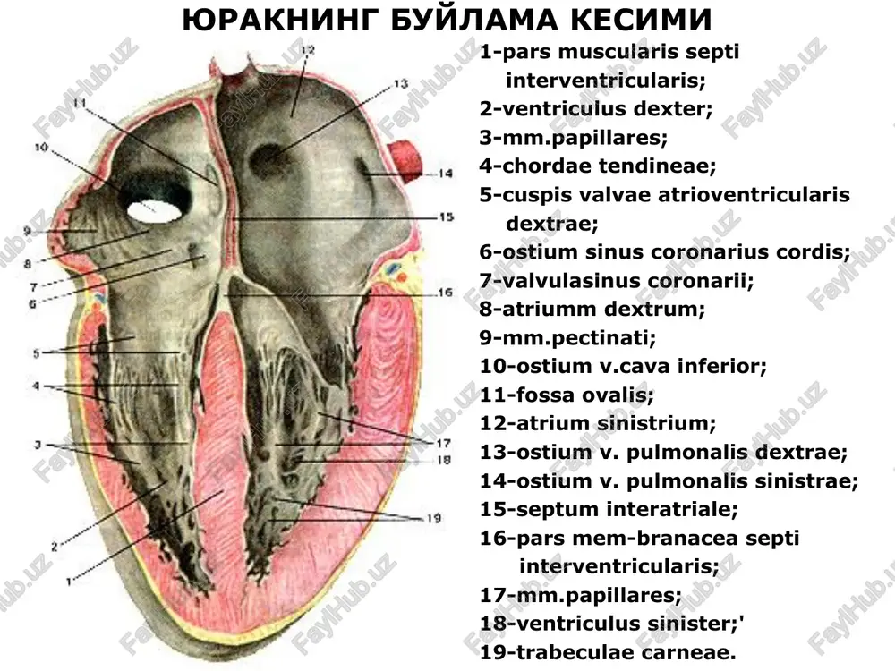 r 1 - nodus sinuatrialis; 2 - atrium sinistrum; 3 - nodus atrloventricularis; 4 - fase. atrioventriculars; 5 - crura (dextrum et ‘asc. atrioventricularis; 6 - ventriculus sinister; 7 - myofibrae conducentes cardiaca (myofibrae purkinjienses - nposonsue meueswtre sonokna mypxane); 10 - valva atrioventriculares dextra; 11 - v, cava inferior; 12 - atrium dextrum; 13 - ostium sinus coronarius (coronaril; 14 - v, cava superior. ralelllltealel hehe panett ala : he} he hh tr an ae ty} th — microsoft photo editor - 13 bees af file edt view image effects window help 181 x| (ds b/ss/s melo “(sq eulo 4 elm fy bropumii ecbext mexnpencepauioit neperopoprat. a) aoterr; 6) npoctoe yumsanne pedexta; ') yorpanenne jetbexra c nowowso nocxyra 3 cmmteth¥eckoro marepwana epemeujenve b nebce npeacepame abyk nerowx ben, bhomanho bnaabouyne ‘npasoe npeacepave burson (168713) [beleofon: 00:500.372 wik sei a78 anyex||| dy oe s by |) microsoft powerpoint -[.. || …