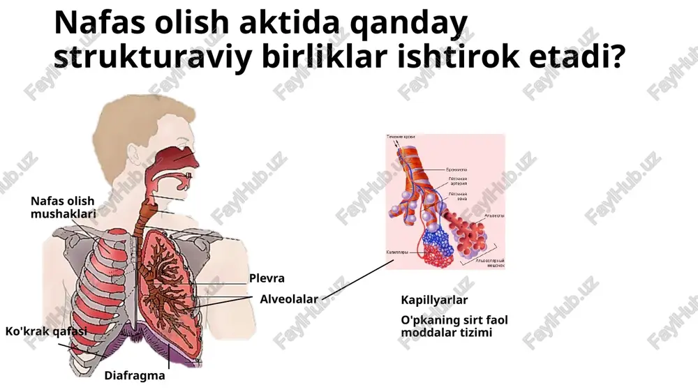 nafas olish tizimi kasalliklari - Page 3