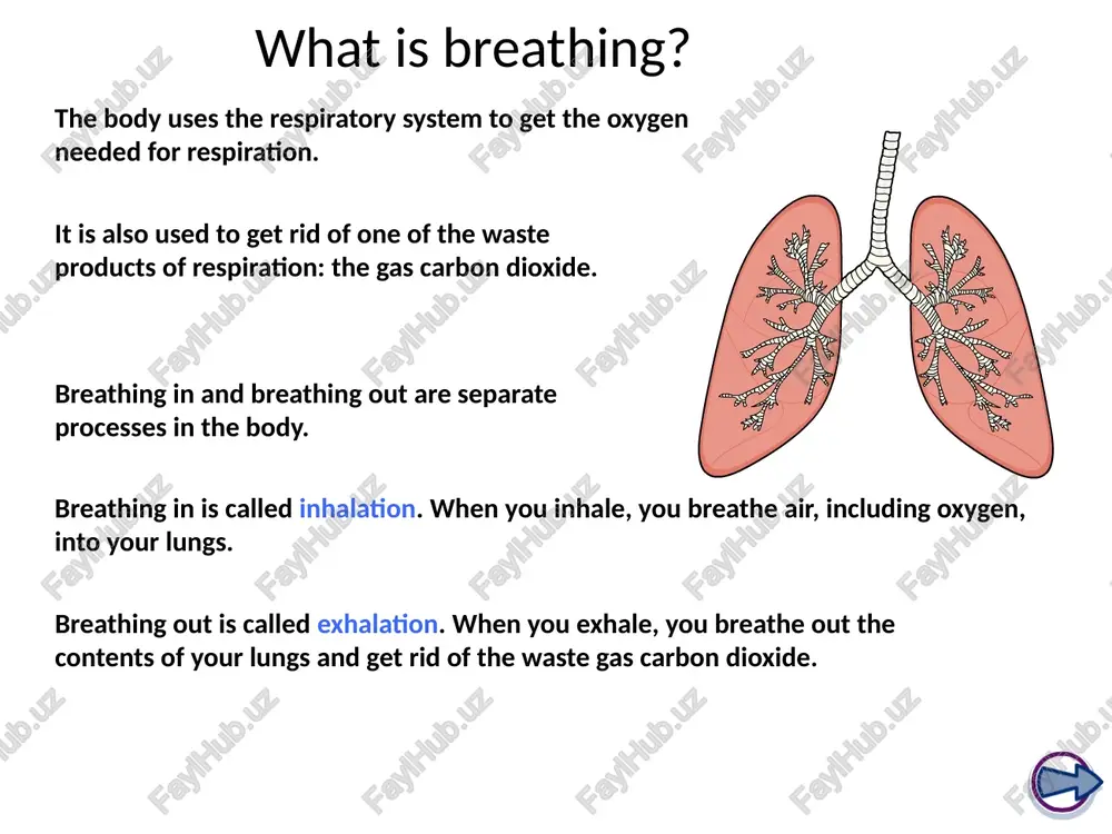 ). as the name suggests, air must pass down through the windpipe (trachea). trachea gullet the pharynx the breathing system cartilage and the trachea basics of breathing inside an alveolus breathtaking features bronchi and the lungs contents summary you may be wondering why they are c-shaped and not full circles. you can think of the trachea as a tube lined with c-shaped supporting rungs. diagram of trachea with cartilage rungs. these rings are made of a tough material called cartilage. they help to hold the tube open. cartilage in trachea although this would stop the tube from collapsing, this would also mean that the tube would not be able to expand. when we breathe in, the trachea must expand to allow more air in. well, if a tube were lined with fixed circles of cartilage, it would have a fixed diameter… cartilage trachea a clever design therefore, a c-shaped piece …