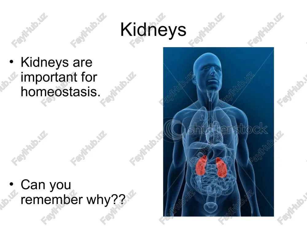 fluid contains no urea, so all of the urea moves from the blood in to the dialysis fluid. http://www.kidneypatientguide.org.uk/site/hdanim.php a dialysis machine works by, videos about peoples experience with dialysis http://www.nhs.uk/conditions/dialysis/pages/introduction.aspx http://www.nhs.uk/conditions/dialysis/pages/introduction.aspx disadvantages of dialysis have to follow a carefully controlled diet (amount of water) have to have long sessions connected to a dialysis machine. many years of dialysis means it can become difficult to control the balance of substances. advantage of dialysis it is about life rather than death. kidney machines can keep patients alive until a transplant becomes available but they have several disadvantages: they are expensive the patient must have his or her blood connected to the machine for several hours every week patients must follow a very rigid diet to avoid complications they only work for a limited time for a patient kidney transplants learning objectives to understand why kidney transplants are sometimes rejected. to be …