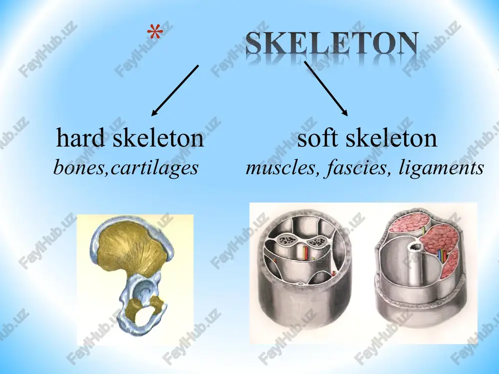 general osteology - Page 3