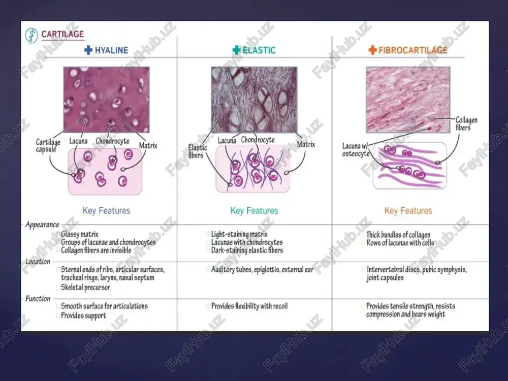 die inflammation brings in phagocytic cells for clean-up duty new capillaries grow into damaged area formation of fibrocartilagenous callus formation fibroblasts invade the procallus & lay down collagen fibers chondroblasts produce fibrocartilage to span the broken ends of the bone repair of a fracture (2) formation of bony callus osteoblasts secrete spongy bone that joins 2 broken ends of bone lasts 3-4 months bone remodeling compact bone replaces the spongy in the bony callus surface is remodeled back to normal shape hematoma formation internal callus formation external callus formation cartilage ossification bone remodeling bone repair * loss of calcium from bone more severe in women than men protein synthesis may slow leading to brittle bones effects of aging on the skeletal system @ cartilage sr hyaline cartilige lacuna chondrocyte serie capsule >) soe key features ks - appearance key features o# fibrocartilage key features glassy matrix groups of lacunae and …
