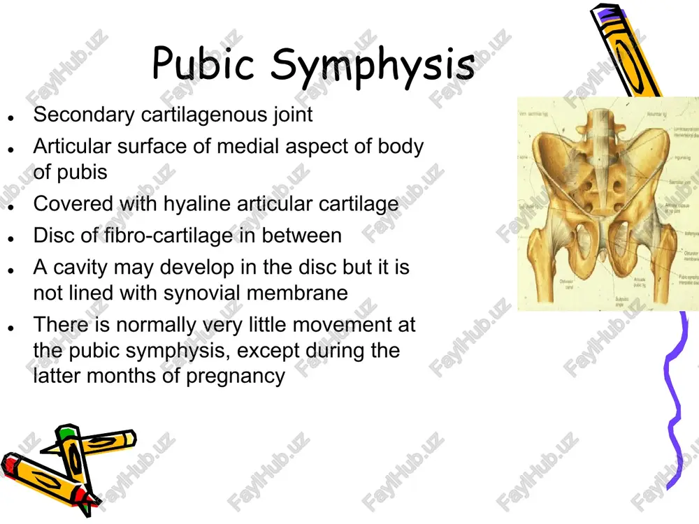 line of the floor of the pelvis inserted from before backwards, into perineal body side of the rectum and anal canal anococcygeal raphe the side of the last two segments of the coccyx last 1984 levator ani mob tcd the anterior fibres, pubovaginalis, pass behind the vagina, unites with the opposite side inserted into the perineal body, the central point of the perineum joining the fibres of the sphincter ani externus and transversus perineii last 1984 levator ani mob tcd levator ani the puborectalis forms a u-shaped sling, holding the anorectal anteriorly, blending with the deep fibres of the external anal sphincter anococcygeal raphe lies between the coccyx and the margin of the anus nerve supply, inferior rectal nerve and perineal branch fourth sacral last 1984 mob tcd levator ani in women, the levator muscles or their nerve supply, can be damaged in pregnancy or childbirth there is some evidence …