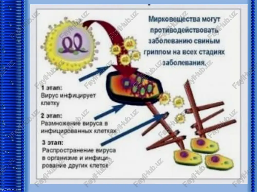 k, pnevmokokk, yiringlovchi ko’k tayoqcha). grippning og’ir shaklida rivojlanadagan asoratlariga xiqildoq va traxeyada shilliq pardalarini fibrinoz gemorragik yallig’lanishi va yaralar hosil bo’lishi, atelektaz va emfizema o’choqlarining hosil bo’lishi kuzatiladi. o’pkada absesslanish nekrozlanishga, qon quyilishga moyillik bronxopnevmoniya seroz yoki fibrinoz plevrit, yiringli perikardit, mediastinit rivojlanishi mumkin. "katta ola bula grippozli o’pka" deb ataladi. bosh miyada seroz meningit grippoz ensefalit kuzatiladi. oyoq-qo’llarning, buyrak usti bezining, venalarida, miya sinuslarida yallig’lanishi tromblari hosil bo’lishi bilan davom etadi. (tromboflebit) atreriyalarda (tromboarterit) rivojlanishi mumkin. erta yoshdagi bolalarda kasallik og’ir kechadi, ko’pincha o’pka va o’pkadan tashqari asoratlari rivojlanadi. nerv sistemasining shikastlanishi va umumiy intoksikatsiya ustun turishi, ichki a'zolar seroz va_ shilliq pardalarida kuchli petexiyalar kuzatilishi bolalarga xos bo’ladi. ba'zida xiqildoqni maxalliy kataral yallig’lanish va shishi asfiksiyasini rivojlanishiga sabab bo’ladi. grippning asoratlari asosan o’pkada aniqlanadi. ekssudatni karnifikatsiyasi, obliteratsiyalanuvchi bronxit va broxiolit, bronx devorining sklerozi bronxoektazlarni rivojlanishiga olib keladi, pnevmofibroz, surunkali obstruktiv emfizema, surunkali pnevmoniya, o’pka-yurak yetishmovchiligiga olib keladi. …