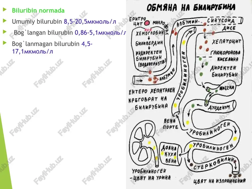 arenximatoz sarg'ayish parenximatoz sarg'ayishning asosida bog'langan bilirubinning qonga ekskretsiya qilinishi va erkin holdagi bilirubinning kon'yugatsiyasini buzilishi, ya'ni gepatotsitlarning funktsiyasini keskin buzilishi yotadi. sarg'ayish, kuchsiz teri qichishi bo'ladi. bemor tuzala borgan sari ichakka o't tushishi sekretsiyasi yaxshilanib, axlatda sterkobilin, siydikda urobilin yana aniqlana boshlaydi parenximatoz sarg'ayishda, ayniqsa virusli gepatitning avjida, bog'langan bilirubin qonga o'tib, bilirubinning ichakka tushishi kamayadi, og'ir hollarda butunlay to'xtaydi. bilirubin bilan birga qonga o't kislotalari ham o'tadi. shu tufayli kasallik avjida axlatda sterkobilin, siydikda urobilin miqdori kamayadi yoki vaqtincha aniqlanmaydi. . parenximatoz sariqlikda bog'langan bilirubin mikdorining qonda ko'payishi tufayli bilirubinuriya kuzatiladi, chunki bog'langan bilirubin suvda eriydi va buyrak orqali siydik bilan chiqadi. erkin holdagi (bog'lanmagan) bilirubinning qonda ko'payishi gepatotsitlarning bilirubinni ushlab qolish faoliyatining buzilishi, kon'yugatsiyaning susayishi hisobiga ro'y beradi. parenximatoz sariqlikda pigment almashinuvining buzilishi jigar faoliyatining kompleks buzilishi (fermentlar miqdorining oshishi, oqsil, yog', uglevodlar almashuvining, jigarning ekskretor va zararsizlantiruvchi faoliyatining va boshqalarning) buzilishi bilan birga rivojlanadi. ko'ruvda sarg'ayishdan …