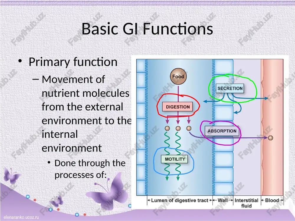 ce food is in the mouth? secretion of saliva physical digestion via mastication chemical digestion via salivary amylase and lingual lipase (from von ebner’s glands) preparation for swallowing (deglutition reflex) bolus pushed against soft palate by tongue to trigger reflex ues (upper esophageal sphincter) relaxes, larynx elevates as epiglottis bends to cover trachea peristalsis and gravity moves bolus down esophagus to stomach phases of digestion gastric phase deglutition reflex (swallowing) moves food to the stomach to start the gastric phase 3.5 liters of content/day enters fundus controlled by long (vagal reflex) and short (distention & peptides/amino acids) reflexes phases of digestion gastric phase what does the stomach do? stores incoming food digests the food into chyme by action of pepsin and mechanical digestion (churning) protection acidic gastric environment mucous provides “self” protection phases of digestion gastric phase stores incoming food fundus exhibits receptive relaxation controls movement into the duodenum storage …