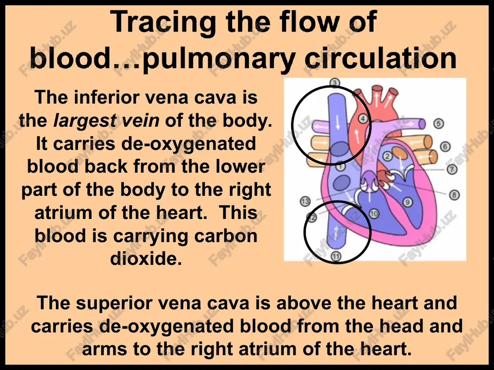 ge adult, systolic pressure usually ranges between 100 to 140 mm hg. diastolic pressure usually ranges between 60 to 90 mm hg. a typical blood pressure reading would be expressed as 120/80… 120 over 80. a reading of 140/90 would be considered ‘high’ blood pressure, and may pose health risks. arterioles act like adjustable nozzles in the circulatory system, so they have the greatest influence over blood pressure. the arteries branch off into even smaller vessels called arterioles, and then to smaller vessels yet called capillaries. the capillaries are the smallest of the blood vessels, and the walls are so thin that molecules can pass through them. they branch out from the arterioles, passing next to the organs, intestines, and through all the cellular tissue. in the cellular tissue, the capillaries provide the means of exchange, through the process of absorption. the capillaries branching away from the arteries in the …