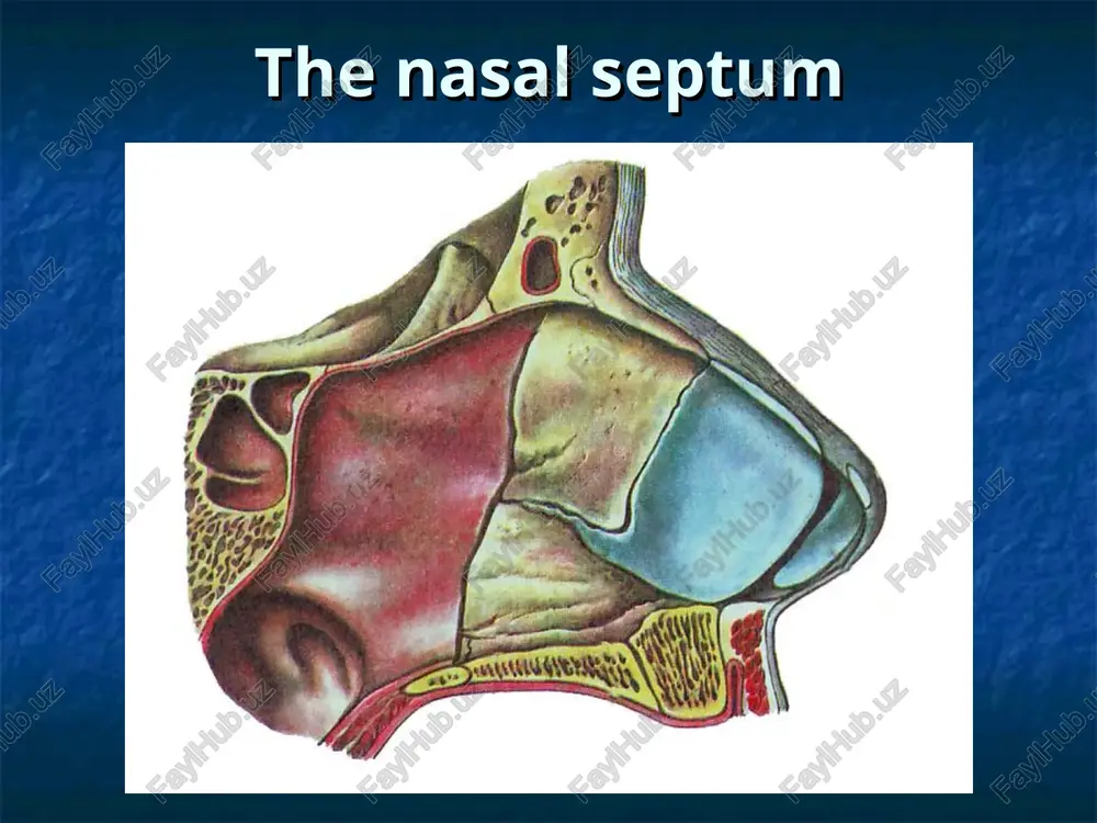 se weather conditions; occupational hazard; frequent coryza; infectious diseases; surgical intervention in the nose; rinoscopy picture at ozen brown or yellow-green, dark crust, which covers the nasal mucosa, and often performs nearly all of its cavity. after removing the crusts nasal cavity is extended, sometimes on the mucous membrane is sticky yellow-green exudate. causes of ozeny klebsiella ozeny (abel-levenberg in 80% of cases); metabolic disorders; iron-deficiency anemia defetsitnaya; rinoscopy symptoms of vasomotor rhinitis swelling and pallor of the mucous membrane, glaucous (bluish) or white spots on it the triad of symptoms accompanying vasomotor rhinitis paroxysmal sneezing; gidroreya nose; difficulty of nasal breathing; adrenaline test for the differential diagnosis of catarrhal rhinitis from true hypertrophy applied adrenaline test. reduce swelling of the mucous membrane indicates the absence of true hypertrophy. if the reduction of mucosa expressed little or she is not reduced, it indicates the nature of hypertrophic swelling. treatment of …