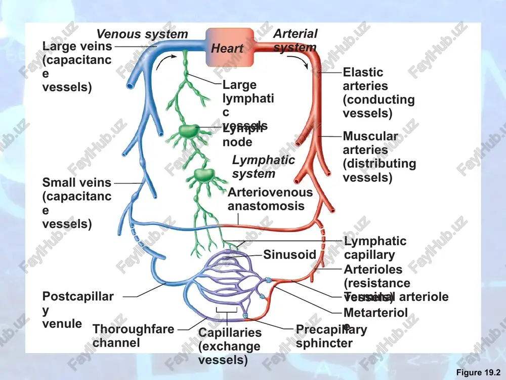 lumens compared with corresponding arteries blood pressure is lower than in arteries figure 19.1a artery vein (a) figure 19.5 heart 8% capillaries 5% systemic arteries and arterioles 15% pulmonary blood vessels 12% systemic veins and venules 60% veins adaptations that ensure return of blood to the heart large-diameter lumens offer little resistance valves prevent backflow of blood most abundant in veins of the limbs varicose veins develop when the valves fail. physiology of circulation: definition of terms blood pressure (bp) force per unit area exerted on the wall of a blood vessel by the blood expressed in mm hg measured as systemic arterial bp in large arteries near the heart the pressure gradient provides the driving force that keeps blood moving from higher to lower pressure areas figure 19.6 systolic pressure mean pressure diastolic pressure blood pressure systolic pressure: pressure exerted during ventricular contraction diastolic pressure: lowest level of arterial …