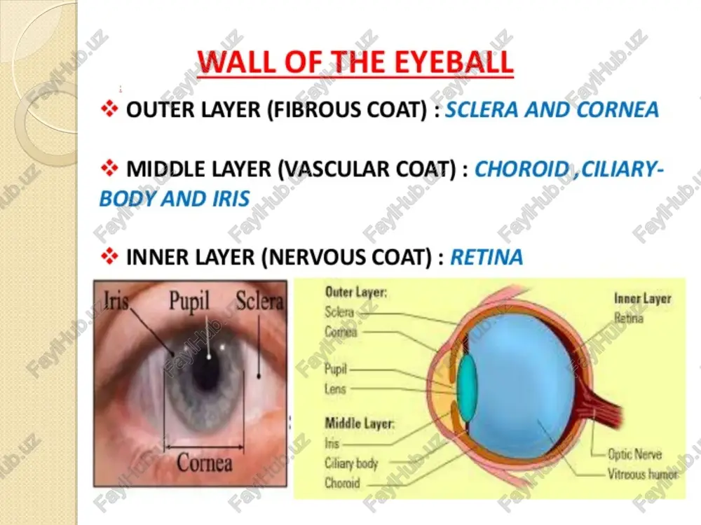 rcle of muscle surrounding the pupil that changes the size of the pupil * the iris is what we refer to when we speak of the colour of someone’s eyes pupil sclera the tough, opaque cover of the eyeball that forms the “white” of the eye and helps it keep its shape w * there are six muscles attached to the sclera rw,, that allow the eye to move up and down and side to side cornea acolourless, transparent covering on the front of the eye that helps focus light on the retina. 80% of light refraction occurs here. lined with rhodopsin = ner segment renter plamen, outer segment srna . poplin | connecting en me segnent ——— inner segment, ——$— outer membrane nucleus synaptic terminal at frms asiopse ‘synaptic body rod cell cone cell anterior chamber cornea (aqueous humour) posterior chamber uvea iris ciliary body suspensory ligament of lens …