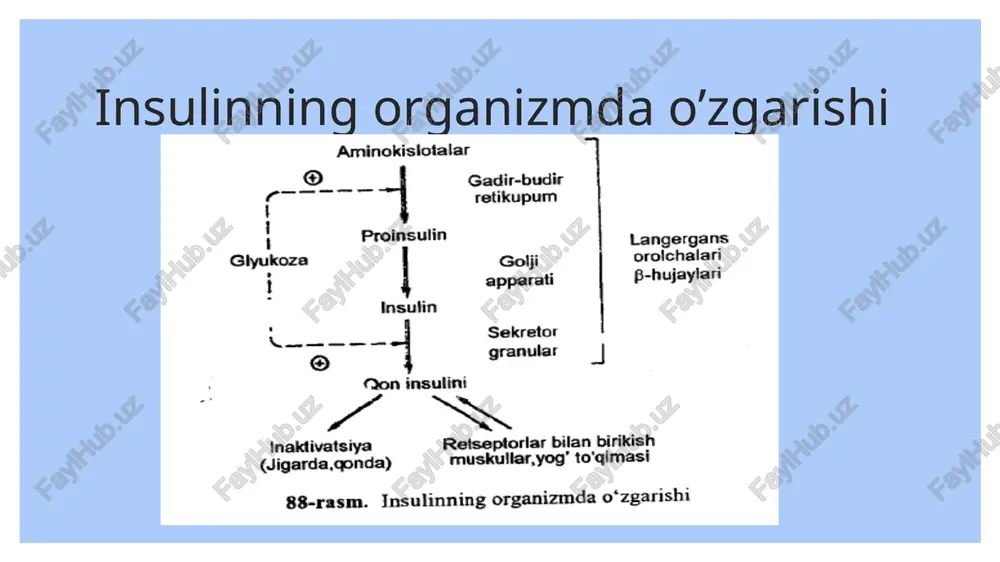 poglyukozemik holatlarini davolash uchun glyukagonni qoilash shunga asoslangan. ovqat hazmlanish davridan postabsorbtiv davrga o'tilganidan so‘ng insulin/glyukagon nisbati o‘zgarishi natijasida jigar yog‘ kislotalari va yog lami sintezlashdan, yog‘ kislotalami oksidlash va keton tanalarini sintezlashga o'tadi. ovqat hazm bo’mayotgan vaqtda atsetil-koa ning ko‘p qismi malonil-koaga va keyin yog‘ kislotalar hamda yogiarga aylanadi. bunday sharoitlarda konsentratsiyasi ko‘p boigan malonil-koa mitoxondriyalarga yog‘ kislotalari borishi va ularning oksidlanishini to’xtatib, shunga ko‘ra, keton tanachalar hosil bo’lmaydi. depolarda to‘planib turgan yogiarning safarbar etilishi, insulin konsentratsiyasi yuqori bo‘lganligidan, bunday sharoitlarda sekinlashib qoladi. barcha a‘zolar energiya manbai sifatida asosan glyukozadan, shuningdek lipoprotenlaming yog'laridan foydalanadi. postabsorbtiv holatda glyukagon konsentratsiyasi yuqori bo’lib, malonil-koa sintezi atsetil-koa karboksilaza fosforillanishi natijasida pasayadi. malonil-koa konsentratsiyasi pasayib, yog1 kislotalarinmg mitoxondriyalarga o'tishi va ulaming p-oksidlanishi mumkin bo‘lib qoladi. insulin konsentratsiyasi kamayib, glyukagon konsentratsiyasi ortishi natijasida depolarda y og‘ kislotalari bilan ta minlanishi kuchayadi. bunday sharoitlarda jig a rd ag i atsetil-koa keton tanachalariga aylanadi. shunday qilib, keton …