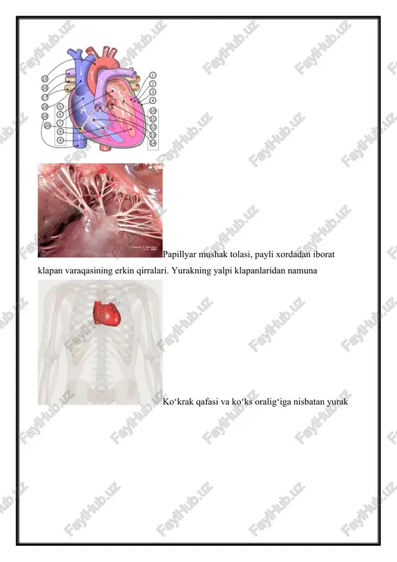 gi 10 sm dan 15 sm gacha (odatda 12−13 sm), kengligi 8-11 sm (odatda 9-10 sm) va old-orqa oʻlchami 5-8,5 sm (odatda 6,5-7 sm) boʻladi. yurakning oʻrtacha ogʻirligi erkaklarda 330 gramm (274 gramdan 385 gramgacha), ayollarda 250 gramm (203 grammdan 302 grammgacha) boʻladi[8]. yurakning anatomik tuzilishi . papillyar mushak tolasi, payli xordadan iborat klapan varaqasining erkin qirralari. yurakning yalpi klapanlaridan namunakoʻkrak qafasi va koʻks oraligʻiga nisbatan yurak anatomik topografiyasining 3d chizmasiyurak, aorta, brakiosefalik magistral tomirlar, yuqori vena kovagining qovurgʻalarga nisbatan anatomik topografiyasini chizilgan tasviri, frontal tekislikda proyeksiya qilinganyurak va qoʻshni organlarning anatomik topografiyasini chizmasi: koʻkrak va qorin boʻshligʻi, diafragma yurak 3 qavatdan tuzilgan: ichki qavat – endokard, oʻrta qavati – miokard, tashqi qavati – epikard. yurak devorining tashqi qavati epikard (epicardium) ikki qavatdan iborat boʻlib miokardni ustidan qoplab turuvchi yurak xaltasining visseral varagʻidan iborat. u yupqa biriktiruvchi toʻqima qatlami boʻlib, mezoteliy bilan qoplangan. epikard yurakka keluvchi va yurakdan chiquvchi yirik …