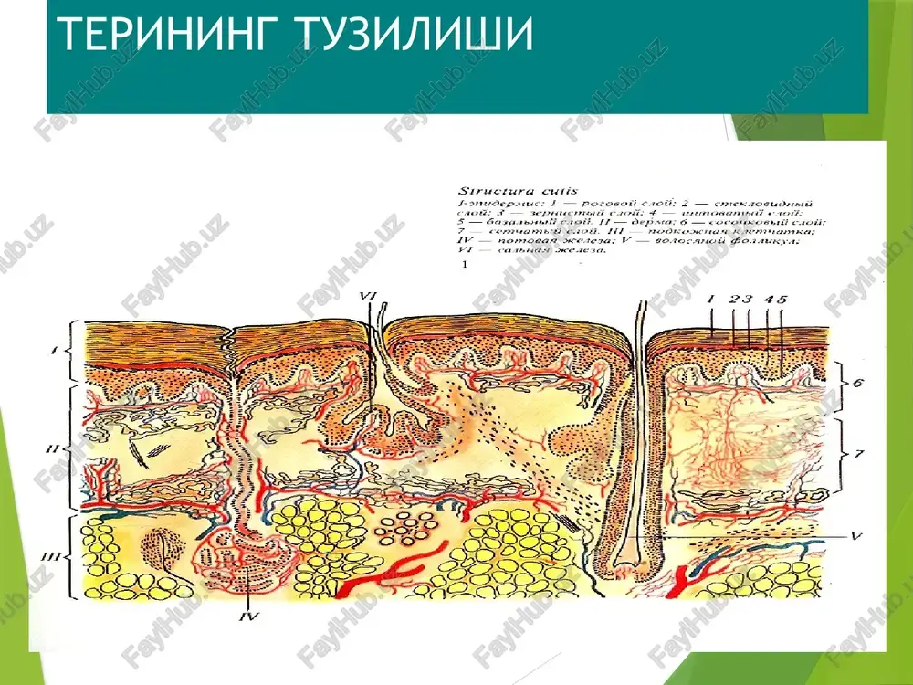 taladi. 9 terining qon tomirlari teri qon va limfa tomirlariga juda boy xisoblanadi. gipoderma va derma chegarasida terining chuqur arteriya chigallari joylashgan. undan perpendikulyar ravishda qon tomirlari chiqib, yuqoriga ravona bo'ladi va so'rg'ichsimon qavat ostida yuzaki arteriya chigallarini xosil qiladi. ushbu chigaldan mayda arteriyalar chiqadilar va dermaning xar xil tuzilmalrini va qismlarini qon bilan ta'minlaydilar. terining limfatik tizimi limfatik kapillyarlarning ikkita chigalidan va olib ketuvchi limfa tomirlaridan iborat. limfatik kapillyarlarning yuzaki chigali so'rg'ich qavat ostida joylashgan chuquri esa — dermaning ostki qavatlarida joylashadi. teri asab tolalariga va asab oxirlariga (retseptorlarga) juda boydir. unda orqa miya, bosh miya va vegetativ asab tolalari tarqalgan. asosiy chigal teri osti yog' kletchatkasida joylashgan, undan chiqqat tarmoqlar (shoxchalar) sof teriga o'tadi. so'rg'ichsimon qavatda asab tolalari qalin chigal xosil qiladi, undan esa soch follikulalariga, yog' va ter bezlariga, qon tomirlariga, epidermisga etib boradigan asab tolalari chiqadilar. terida fatera — pachini, ruffini va meyssner tanachalari, krauze kolbasi, …