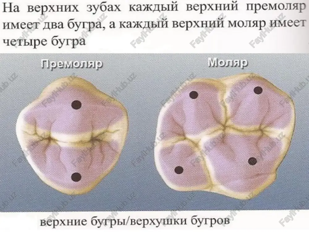 co btopbim mojia- pom. kpome 9roro malehbkoro oyropka h xapakte- phcthk, kotopbie c hmm cba3ahbi, tot 3y0 takoh oke, kak hw apyrve mojiapbi onohhteibhbi gyrop 2. ipe6xnn tpe6un mpeyctasnaror coooit yaimheéhhbie mpu- mohathic 3ohbi ha okkiio3hohhom mobepxhocth. cymecrtsyert tpu bua rpebueii: . kpaesbie rpegun kpaenoii rpe6en mpercransster co6oii bosbbilie- hhe okkno3hohhom him %ebateibhom mobepxho- emu 3y6a ha rpanuue c apyrum 3ygom. kaxapiii sy6 mmeet [ba kpaebbix tpeous: ohh b meshasbho o2mh b amctatbho! 30he kocbie rpe6un kocsie rpe6um berpeyalorca ha hekotopbix mpe- mojiapax h ha bcex momapax. onn pacnosararotca phgausnrensho om yrnom 45° k uehtpahoii pasneamoueli duccype, onpenestenue kotopoii mpi aajum ha creqyloueli crpanuue tlonepeynbierpeouu tlontepesnuie rpeghh betpevatores tombko ha tipe- mouapax. ohh npoxossat b morepeyhom hanpab- aehmh 1 pacronaratores neprenaukysiapho (90°) wehtpambhoii paszensomieli :puccype nionepesusie rpeoxit yilomhhajim pahee, bcc 3yobl hmeiot meyih- je aucrasbusre kpaersie tpeohh eli uemiocth tlepbble h btopbie mpemo- sgueror nonepeshpre rpeohht gyrpos. tepmuih pif” o3hauaet, …
