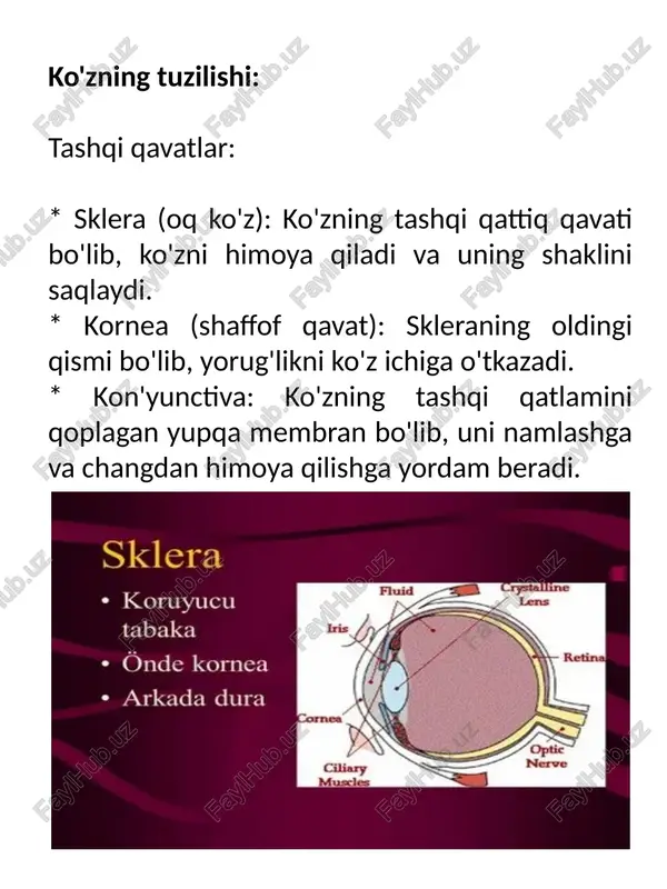 'zning bir-biriga nisbatan joylashuvi va ikki ko'zga tushadigan tasvirlar o'rtasidagi farq tufayli, biz chuqurlikni his qilamiz. * yorug'lik miqdorini tartibga solish: pupilning o'lchami yorug'lik miqdoriga qarab o'zgaradi, bu esa retinaning haddan tashqari yorug'likdan yoki qorong'udan himoya qilishga imkon beradi. ko'z - odam tanasining ajoyib va murakkab a'zosi bo'lib, u bizga atrof-muhitni ko'rish imkonini beradi. xulosa odam ko'zi - bu yorug'likni qabul qiladigan va uni miyamizga uzatadigan ajoyib va murakkab optik tizim. ko'zning tuzilishi va xususiyatlari bizga dunyoni ko'rish, ranglarni farqlash, harakatni kuzatish va chuqurlikni his qilish imkonini beradi. tuzilishi: * tashqi qavatlar: sklera (oq ko'z), kornea (shaffof qavat), kon'yunctiva. * o'rta qavatlar: choroid, siliar tanasi, iris (ko'zning rangi), pupil, linza. * ichki qavatlar: to'r pardasi (retina), ko'r nuqta, sariq dog'. xususiyatlari: * yorug'likni fokuslash: kornea va linza yorug'likni sindirib, uni retinada aniq tasvir hosil qilishga yordam beradi. * rangni ko'rish: to'r pardasidagi kona shaklidagi hujayralar rangni farqlashga imkon beradi. * …