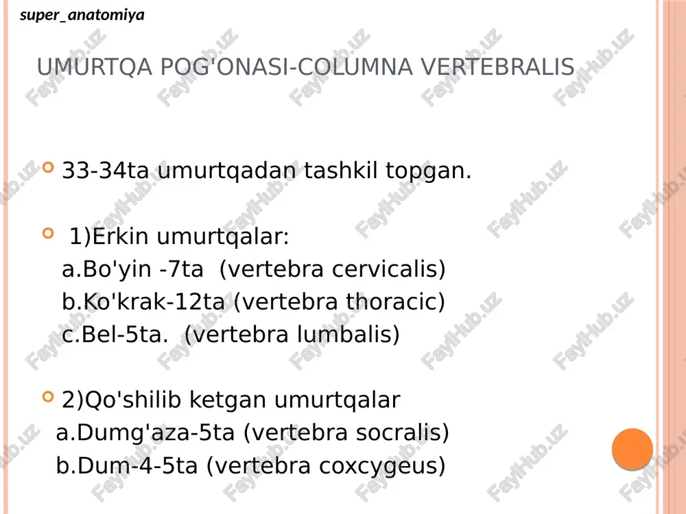 | bepxhan cyctabnar nobepxhocts | wie processus articularis inferior; | processus mamillaris i] o zygapophysis inferior | coctyeauaheili otpoctok hixhhii cyctabhom otpoctok | processus accessorius a _., aobasounbit orpocrox processus a ° a a= articularis superior; 5 za \ processus costiformis, zygapophysis superior processus costalis 7] [3] bepxhwit cyctaeho pegephbii otpoctok otpoctok incisura vertebralis superior [4 | foramen vertebral bepxan noaaoho4han bbipeska 8] moabohonhoe orpepctne awe as ; corpus vertebrae \ we se teno noabohka 2 ae ea processus spinosirs 24 processus articular inferior processus anticularis sl perior forumen werte brale pediculus aps werbebroe processus eosia is. processus aniculars supenor 25 inchura vertebral supenor camus vernebrecn mamumillary process transverse process pars interarticularis = accessory process spinous process of l3 vertebra = += . lamina inferior articular process dumg’aza-os sacrum superior articular process sacral tuberosity auricular surface sacral crest median terial ae ef sacral crest sacral foramina sacral crest median sacral …