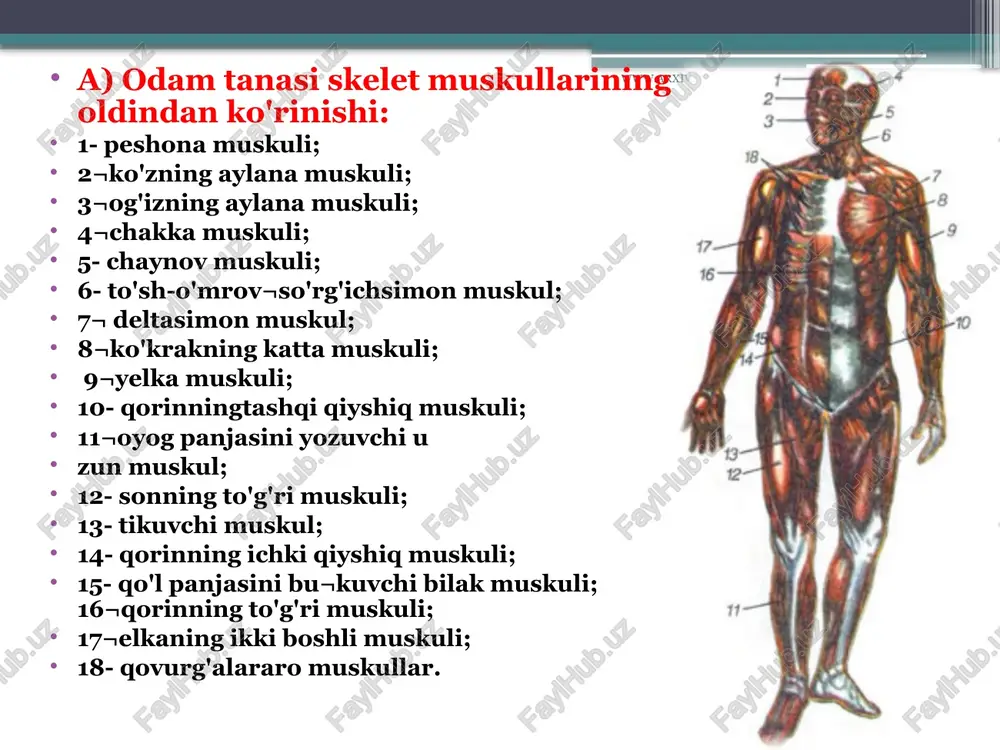 dan ko'prog'ini tashbl etadi. skelet muskullarining shakli xilma-xil: uzun, kalta, keng, rombsimon, trapetsiyasimon, piramidasimon, uchburchak, tish¬simon, duksimon, patsimon va yarim patsimon ikki boshli, ikki qorinli, tasmasimon, aylana va hokazo bo'ladi . uzun muskullar asosan qo'l va oyoqlarda, kalta muskullar qovurg'alar orasida, keng muskullar ko'krakda, qorin devorlarida, aylana muskullar og'iz, ko'z atrofida joylashgan. har bir muskulning paylardan tashkil topgan bosh va dum qismi bo'ladi. muskul tashqi tomondan biriktiruvchi to'qimadan tuzilgan yupqa parda bilan o'ralgan bo'lib, bu parda fastsiya deb ataladi. fastsiya bilan muskulning paylari orasida harakatni qulaylashtiradigan sinovia! suyuqlik bo'ladi. www.arxiv.uz odam tanasi muskullarining asosiy guruhlari skelet muskullari odam tanasining turli qismlarida quyidagi tartibda joylashgan: bosh, bo'yin, gavda, qo'l va oyoq muskullari. bosh muskullari bajaradigan ishiga ko'ra, chaynash va mimika muskullariga bo'linadi. chaynash muskullariga chakka, xususiy chaynash hamda tashqi va ichki qanotsimon muskullar kiradi. mimika muskullariga ko'zning aylana muskuli, qoshlarni bir-biriga yaqinlashtiruvchi, og'izning aylana muskuli, yonoq muskuli, yuqori va pastki lablarning …