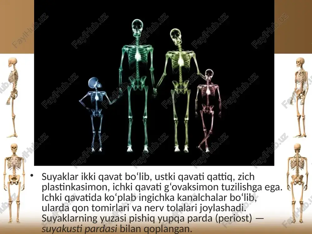 zo mutaxassislarning qo‘l bilan bajaradigan ishlarini eslash kifoya. bunday murakkab va nozik harakatlarni bajarishda, ayniqsa, qo‘l bosh barmog‘ining roli nihoyatda katta. odamning tik yurishi uningchanoq suyaklari va chanoq bo‘shlig‘ining kattalashuviga sabab bo‘lgan. shu tufayli chanoqda ko‘pgina ichki organlar joylashadi va himoya qilinadi. odamning oyoq suyaklari hayvonlarning orqa oyoqlariga nisbatan kuchli rivojlangan va baquvvatdir. bunga sabab odam tik yurishi tufayli tana massasining ikki oyoqqa tushishidir. bundan tashqari, odam oyoqlari bilan xilma-xil va murakkab harakatlarni bajaradi. savol va topshiriqlar suyaklar qanday to‘qimalardan tashkil topgan? suyaklarning kimyoviy tuzilishini ayting. suyaklarning o‘sishi haqida nimalarni bilasiz? odamning yoshiga qarab suyaklarning kimyoviy tarkibi qanday o‘zgaradi? image2.jpeg image3.jpeg image4.jpeg image5.jpeg image6.jpeg image7.jpeg image8.jpeg image9.jpeg image10.jpeg image11.jpeg image12.jpeg image13.jpeg image1.jpeg —6 4@ > wan = s f at a y ann yh) ss ite 3 aa (oreo = = e>. =. vox \\a a fy h / nb? | k : i} | b& y | &, ay …
