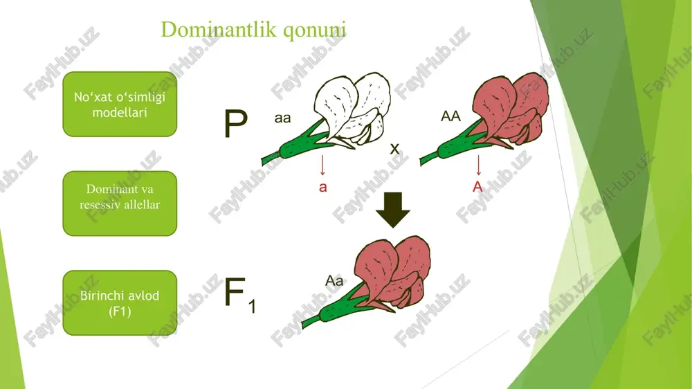 ikatsiya gibridizatsiya 3.3. mendel qonunlarining farmatsevtika va biotexnologiyadagi ahamiyati. 1. crispr-cas9 – genlarni tahrirlash usuli, genetik kasalliklarni davolashda ishlatiladi. 2. aav (adeno-associated virus) vektorlar – dnk terapiya uchun ishlatiladigan viruslar. 3. rna interference (rnai) – muayyan genlarning ifodalanishini bostirish orqali kasalliklarni davolash. xulosa genetika fanining rivojlanishida gregor mendelning klassik qonunlari muhim poydevor bo‘lib xizmat qildi. bu qonunlar irsiylanishning asosiy tamoyillarini tushunishda fundamental ahamiyat kasb etgan bo‘lsa-da, keyingi ilmiy kashfiyotlar genetik jarayonlarning yanada murakkab ekanligini ko‘rsatdi. mendel tomonidan aniqlangan irsiylanish qonunlari keyinchalik molekulyar genetika, epigenetika va gen muhandisligi kabi zamonaviy yo‘nalishlar bilan boyitildi. xx asrning boshlarida kashf etilgan krossover, gen bog‘liqligi va pleytropiya kabi hodisalar mendel modelini kengaytirishga sabab bo‘ldi. zamonaviy genetika va irsiy kasalliklarni aniqlash: irsiy kasalliklarning aniqlanishi va davolash usullarini ishlab chiqishda molekulyar genetik tadqiqotlar mendel qonunlariga tayangan holda rivojlanmoqda. gen tahlili, kariotip tahlili va genomik sekvenirlash usullari inson genomidagi mutatsiyalar va kasalliklarga olib keluvchi genetik o‘zgarishlarni aniqlash imkonini …