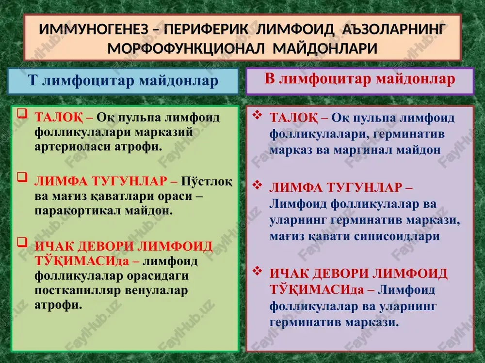 a barcha autologik to'qima va hujayralarda “tolerantlik” holatini paydo qilinadi. faqat: bosh miya, nervlar, ko'z, endokrin va jinsiy bezlar gematogistiogen to'sig'i mustaxkamligidan ularga nisbatan “tolerantlik” paydo bo'lmaydi. autoimmun kasalliklar autoimmun kasalliklar rivojlanishida 3 ta patogenetik mexanizmlar yotadi: 1 – aslida “tolerantlik” holati yo'q to'qima va a'zolar “gematogistiogen to'sig'i”ning buzilishi. 2 – immunokompetent tizim effektorlari funktsional holatining birlamchi buzilishi, “o'z” va “yot” antigenlarni farq qilish holatining yo'qolishi. 3 – organizmning kasallangan to'qima va a'zolarida “yot antigen” yoki “autoantigen” larning paydo bo'lishi. bu mexanizmlar asosida rivojlanadigan kasalliklar - 3 ta guruh autoimmun kasalliklarni tashkil qiladi. autoimmun kasalliklar autoimmun kasalliklarning - 3 ta guruhi: 1 – organga xos birlamchi autoimmun kasalliklar (xashimoto bo'qog'i, entsefalomielit, polinevrit, idiopatik addisson kasalligi, aspermatogeniya, simpatik oftalmiya). 2 – sistemali autoimmun kasalliklar (revmatizm, sistemali qizil yugurik, revmatoid artrit, sklerodermiya, dermatomiozit). 3 – surinkali kasalliklarga qo'shilib keluvchi autoimmun kasalliklar (gepatit, gastrit, enterit va boshq.). immunodefitsitlar immunodefitsit, bu – organizmning maxsus …