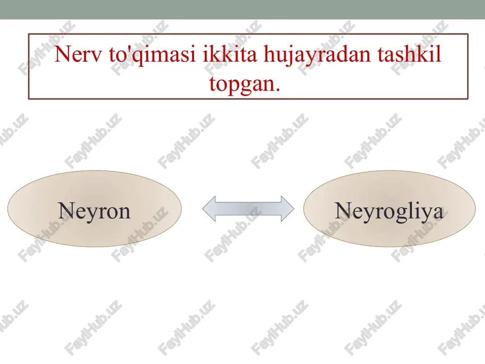 nervto’qimasi–hujayralar tuzilishi - Page 3