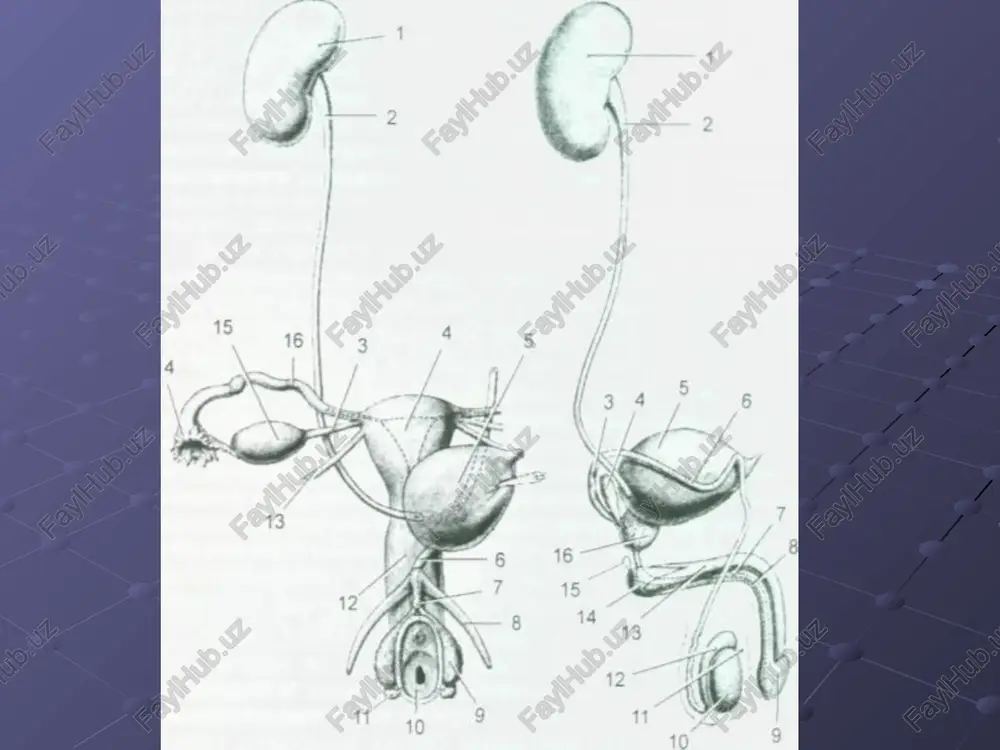 obshaya anatomiya mochevoy sistemi - Page 3