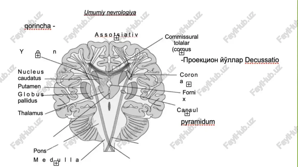 chegara usti pushtasi (gyrus supramarginalis), ikkinchisi – burchak pushta (gyrus angularis). gyrus supramarginalis silviy egatining orqa uchini o‘rab tursa, gyrus angularis yuqori chakka egatining orqa uchini yopib turadi. chakka bo‘lagi (lobus temporalis). chakka bo‘lagini peshona va tepa bo‘laklaridan silviy egati (sulcus lateralis sylvii) ajratib turadi. chakka bo‘lagining tashqi yuzasida ustki (sulcus temporalis superior) va pastki (sulcus temporalis inferior) egatlar bor. bu egatlar chakka bo‘lagini uch pushtaga ajratadi. bular – yuqori, o‘rta va pastki chakka pushtalari (gyri temporales superior, media et inferior). yuqori chakka pushtasi tagida, ya’ni lateral egat tubida chakka bo‘lagining ko‘ndalang pushtalari (gyri temporales transversi) yashiringan. bunga geshl pushtalari deyiladi. ularni bir-biridan ko‘ndalang egatchalar (sulci temporales transversi) ajratib turadi. ensa bo‘lagi (lobus occipitalis). ensa bo‘lagining tashqi (konveksital) yuzasi tepa va chakka bo‘laklari bilan aniq chegaralarga ega emas. bu bo‘lakning egatcha va pushtalari ham doimiy emas. orolcha (insula). orolcha tashki tomondan ko‘rinmaydi. chunki u silviy egati tubida joylashgan. uni ko‘rish …