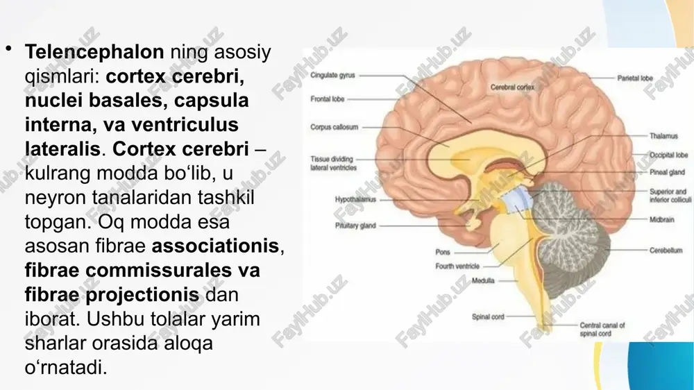 . e’tiboringiz uchun rahmat image1.jpeg image3.jpeg image4.jpeg image5.png image6.jpeg image7.jpeg image8.jpeg image9.png image10.png image11.png image2.jpeg telencephalon telencephalon kaan yiicel m.d.,ph.d. 05.may. 2014 mon a midsagittal view showing the inner boundaries of the lobes of the cerebral cortex (structures outside of the cerebrum are labeled in italics.) precentral gyrus central sulcus postcentral gyrus limbic lobe frontal lobe parietal lobe parieto-occipital sulcus occipital lobe corpora quadrigemina aqueduct of the midbrain fourth ventricle temporal lobe cerebellum mamillary body {©2011 pearson education, ne corteccia somatosensoriale primaria corteccia premotoria corteccia motoria primaria corteccia associativa somatosensoriale unimodale corteccia associativa area associativa . posteriore corteceia associativa unimodale corteccia associativa’ limbica primaria corteccia corteceia ui associativa uditiva primaria ——unimodale jium6yyeckas cuctema /docprops/thumbnail.jpeg ‘oxirgi miya anatomiyasi. telencephalon. miya katta yarim sharlari _ anatomiyasi