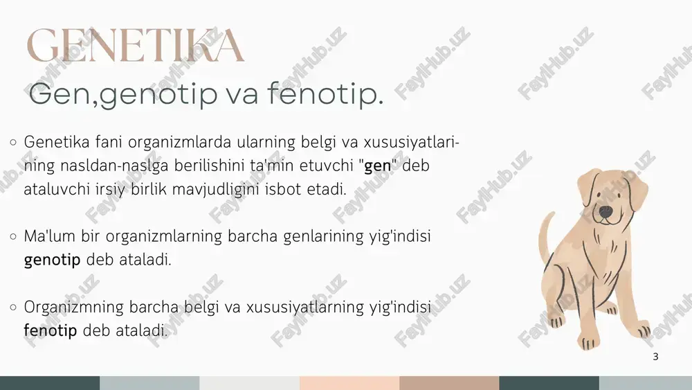 , ya'ni biri dominant, ikkin- chisi retsessiv (aa yoki bb) bo'lsa, bunday genotipli organizm geterozigota organizm deyiladi 9 mendelning birinchi qonunini quyidagicha izohlash mumkin: agar bir juft belgisi bilan farq qiladigan gomozigota organizmlar o'zaro chatishtirilsa, f, duragaylar ota-ona organizmlarning bitta belgisiga ega bo'lib, barchasi fenotip va genotip jihatdan bir xil bo'ladi. no'xat o'simligining doni rangi (sariq va yashil) va donining shakli (silliq va burishgan) bo'lgan navlarni o'zaro chatishtirib, f, bo'g'inda sariq va silliq duragaylar olinadi. mendelning birinchi qonuni 10 mendelning ikkinchi (belgilarni ajralish) qonuni. agar yuqoridagi tajribadan olingan geterozigota holatdagi f, bo'g'inlar o'zaro chatishtirilsa, ikkinchi bo'g'in (f₂)da ajralish hodisasi kuzatiladi: o'zida ota-onalaridan ikkalasining belgilari bor o'simliklar ma'lum son nisbatlarida paydo bo'ladi. olingan duragaylarning 3/4 qismi dominant belgiga, 1/4 qismi retsessi belgiga ega bo'ladi. geterozigota organizmlarni chatishtirish natijasida olingan avlodlarning ma'lum qismi dominant belgilarni, boshqa qismi esa retsessiv belgilarni namoyon qiladi. bu mendelning ikkinchi qonuni belgilarning ajralish qonuni deb ataladi mendelning …