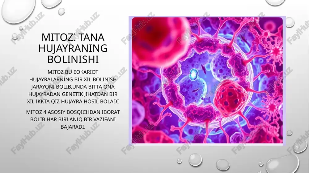 mitoz va miyoz - Page 3