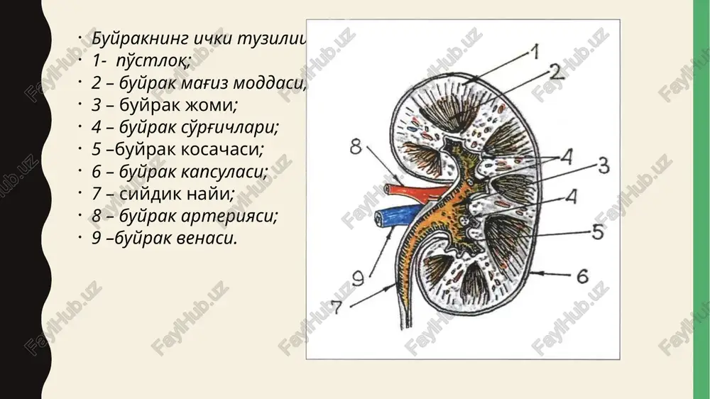 zaxarlanishlar (sulema, kislotalar) infektsion-toksik kasalliklar (gripp) nomutanosib qon quyish surunkali glomerulonefrit sepsis tuberkulez qandli diabet kollagenozlar amiloidoz shikoyatlar: shishlar oliguriya ishtaxa yo'qolishi ko'ngil aynishi qusish bosh og'rig'i mushaklarda og'riq ko'rik: shishlar astsit gidrotoraks gidroperikard anasarka «facies nephritica» laborator-instrumental tekshiruv massiv proteinuriya gipoproteinemiya giperxolesterinemiya umumiy siydik taxlili tekshiruv uchun albatta yangi konsentrlangan (ertalabki) siydikning o’rta portsiyasi olinishi kerak. siydikning fizik ko’rsatkichlari: siydikning nisbiy zichligi n 1002-1026 siydik rangi – sariq-somon rangda bo’ladi; sababi o’zida rang beruvchi moddalar (uroxrom, urobilin, gematoporfirin) saqlaydi. siydik rangining o’zgarishi to’q-qizil – dimlangan buyrak, shishlar, kuyish, qusish, ich ketishlarda; to’q qo’ng’ir – gemolitik anemiyada; qizil – buyrak kolikasi, buyrak infarktida; «go’sht yuvindisi» - o’tkir nefritda pivo rangida – parenximatoz sariqlikda; sariq-yashil – mexanik sariqlikda; nefritik sindrom nefritik sindrom - bu o'tkir nefritni eslatadigan simptomlar yig'indisi: birdaniga paydo bo'luvchi yoki yuzning tipik shishi bilan o'sib boruvchi shishlar; oliguriya, proteinuriyaning ko'payishi, buyrak gematuriyasi (siydik «go'sht yuvindisi» ko'rinishida) birga keladi. …