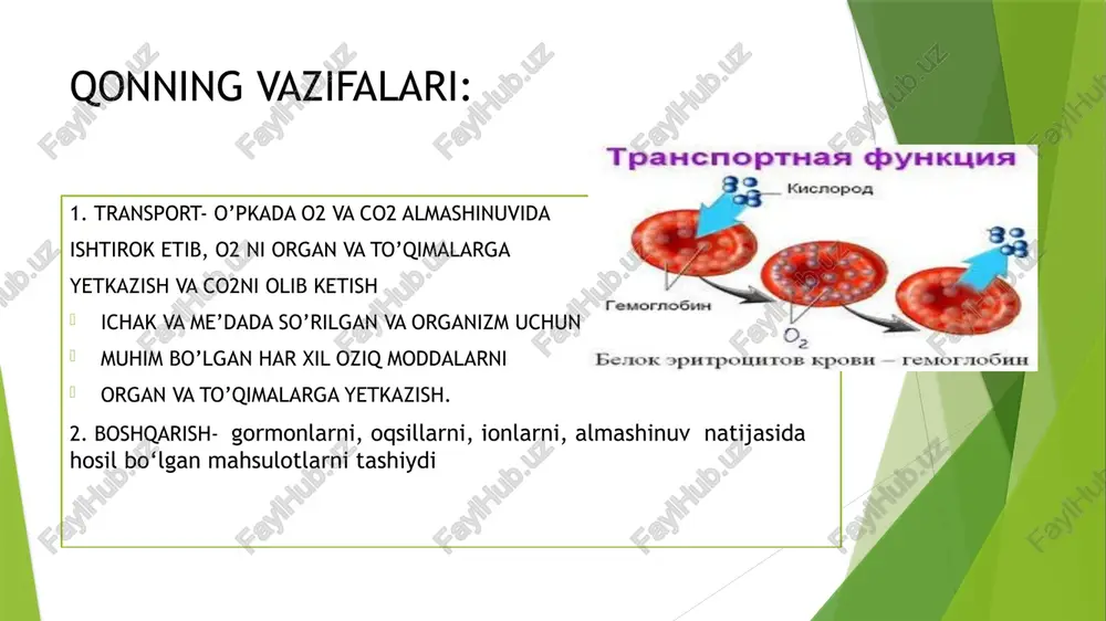 7,1-8,0 mkm) bo’lib, bunday eritrotsitlar normotsitlar, 6 mkm dan kichiklari mikrotsitlar, 9 mkm dan yiriklari esa makrotsitlar deb yuritiladi. qon eritrotsitlarining doimiy kattaligi o‘zgarib, ularning normadagidan katta yoki kichik boiishiga anizositoz deyiladi. eritrositlar osmotik bosimga juda sezgir. gemoliz protsessi eritrotsitlardan gemoglobinning chiqib ketishiga olib keladi. gemolizga uchragan eritrotsitlar qobig‘ini elektron mikroskop ostida o‘rganish juda qulay. eritrotsitlar qobig‘i tipik uch qavatli biologik membranadan iborat bo‘lib, uning tashqi yuzasida fosfolipidlar, oligosaxaridlar va proteinlar joylashadi. ichki yuzada esa aktiv glikolitik fermentlar, atf-azalar va glikoproteinlar mujassamlashgandir. eritrotsitlar qobig‘i yoki plazmolemmasi yarim o ‘tkazuvchi membrana bo‘lib, qon va to‘qimalar orasida aktiv modda almashinuvini ta’minlaydi. gemolizga uchramagan eritrotsitlar elektron mikroskop ostida gomogen tuzilishga ega bo‘iib, elektronlar uchun o‘ta yuqori zichlikka ega. eritrotsitlar tarkibida xromoproteidlar gruppasiga kiruvchi murakkab oqsil — gemoglobinning borligi ularning elektron mikroskop ostida yuqori zichlikka ega bo’lishini ta’minlaydi. eritrositlar manbasi: suyak ko’migi parchalanadi: taloq va jigarda yashash muddati : 120 kun yemirilgan eritrotsitlar makrofaglar …