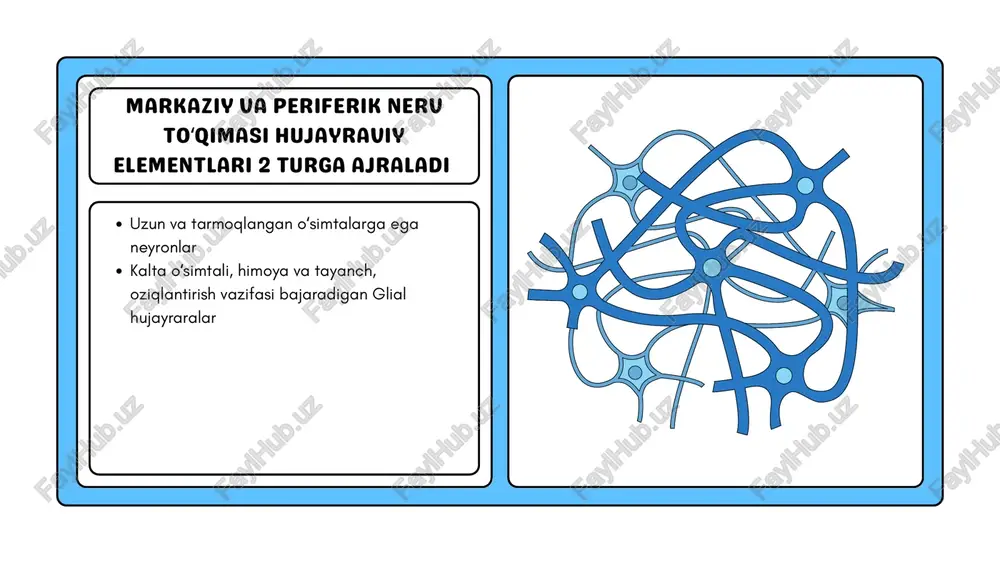 nerv sistemasi - Page 3