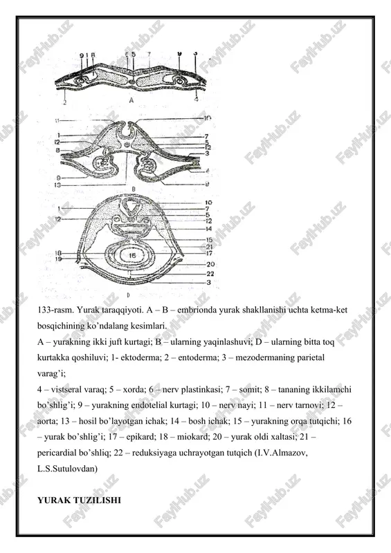 yurakning endotelial kurtagi; 10 – nerv nayi; 11 – nerv tarnovi; 12 – aorta; 13 – hosil bo’layotgan ichak; 14 – bosh ichak; 15 – yurakning orqa tutqichi; 16 – yurak bo’shlig’i; 17 – epikard; 18 – miokard; 20 – yurak oldi xaltasi; 21 – pericardial bo’shliq; 22 – reduksiyaga uchrayotgan tutqich (i.v.almazov, l.s.sutulovdan) yurak tuzilishi yurak (cor) ichi bosh mushakli a’zo. u qon tomirlar sistemasining qonni harakatga keltiruvchi asosiy a’zosidir. yurak devori uch pardadan: ichki – endokard, o’rta – miokard, tashqi – epikarddan iborat. endokard (endocardum). endokard yurakning ichki, nisbatan yupqa qavatidir. u yurak barcha kameralarining ichki yuzasini, shuningdek so’rg’ichsimon mushaklar, pay ipchalar, klapanlarni qoplaydi (134-rasm). endokardning o’zi bir necha qavatlardan iborat. eng ichki, bevosita qonga yondoshgan qatlami endoteliy qavatidir. endoteliy qavati tomirlardagi singari bazal membranada yotuvchi bir qavat yassi, poligonal endoteliy hujayralaridan iborat. uning tagida kam differensiallangan hujayralarga boy biriktiruvchi to’qimadan tuzilgan endoteliy osti qavati joylashgan. undan chuqurroqda …