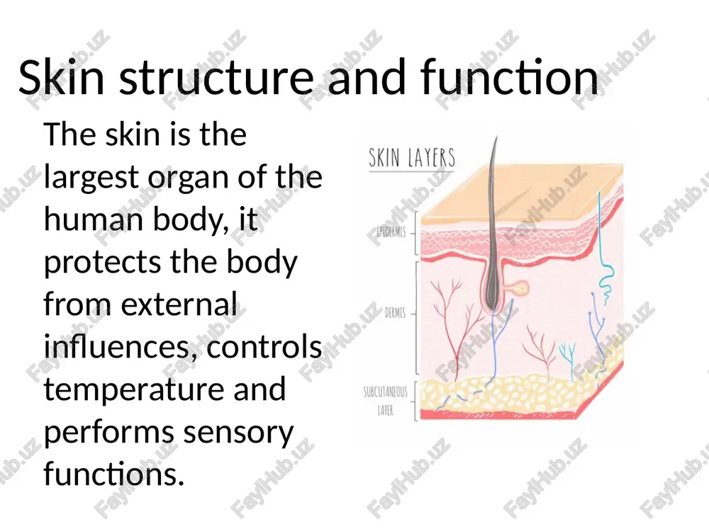 skin structure and function - Page 3