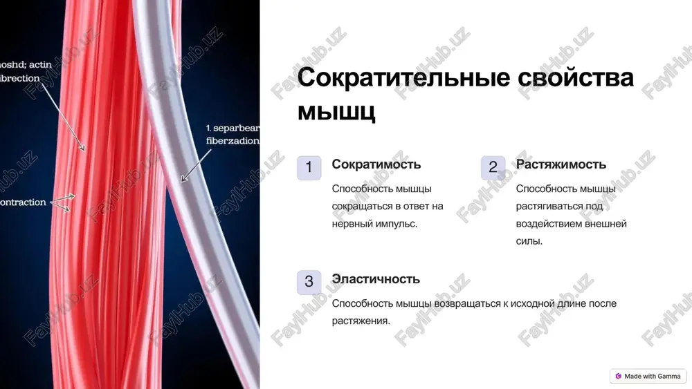 rabota i biomexanika mishts: uchenie lesgafta - Page 3