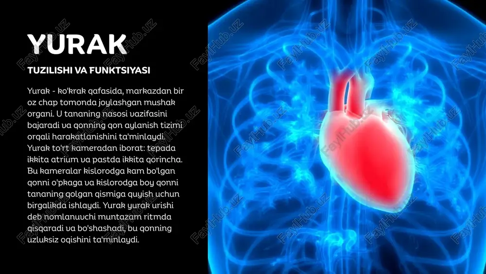 iste'mol qilishni kamaytirish ham yurak kasalliklari xavfini kamaytirishi mumkin. qon hajmini ushlab turish va ozuqa moddalari va kislorodning hujayralarga samarali o'tkazilishini ta'minlash uchun namlikni saqlab turish muhimdir. qon aylanish tizimining umumiy muammolari bir qator sog'liq muammolari qon aylanish tizimiga ta'sir qilishi mumkin. gipertenziya (yuqori qon bosimi) arteriya devorlariga qonning kuchi juda yuqori bo'lganida yuzaga keladi, bu esa yurak xastaligiga olib kelishi mumkin. ateroskleroz - bu arteriyalarda yog 'birikmalari to'planib, qon oqimini cheklaydigan holat. yurak xuruji yurakning bir qismiga qon ta'minoti bloklanganda sodir bo'ladi, odatda pıhtı tufayli yurak to'qimalariga zarar etkazadi. miyaga qon oqimi bloklanganda, miya hujayralari kisloroddan mahrum bo'lganda va miya shikastlanishiga olib keladigan qon tomir paydo bo'ladi. ko‘rib chiqish keling, qon aylanish tizimi haqida bilib olganimizni ko'rib chiqaylik! yurak, qon va qon tomirlari kislorod va ozuqa moddalarini butun tanaga tashish uchun birgalikda ishlaydi. to'g'ri ovqatlanish va jismoniy mashqlar kabi sog'lom odatlar qon aylanish tizimini mustahkamlaydi. qon aylanish tizimining asosiy …
