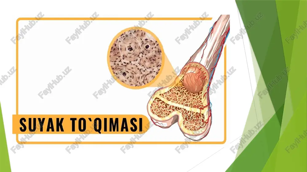 vakuolalar uchraydi. ular hujayra membranasi orqali tashqariga, yaʼni hujayralararo moddaga chiqib, uni shiddat bilan eritadi. shu yoʻl bilan ostioklast hujayralar toʻqimaning rivojlanishining oʻsishi va tiklanishini taʼminlaydi. suyak toʻqimasi asosan ikki yoʻl bilan rivojlanadi. birinchisida u organizmning embrional rivojlanishi davrida embrionning mezenxima toʻqimasi hujayralaridan hosil boʻlsa, ikkinchisida suyak toʻqimasi togʻay toʻqimasidan hosil boʻladi. ikkala holda ham suyak toʻqimasining rivojlanishida mezenxima hujayralari birlamchi material boʻlib xizmat qiladi. togʻay toʻqimasining oʻzi ham aslida boshlangich davrda mezenximadan kelib chiqadi. suyak toʻqimasining asosiy moddasini suyak hujayralari ishlab chiqaradi. e`tiboringiz uchun rahmat! image1.png image2.png image3.png image4.png image5.png image6.png image7.png (b) . suyak ustki pardasi . ustki qattiq plastinkasimon qavat . ichki g’ovak gavat lik bo'shlig’i pacm-83. cysx tykkmmacum xyxaitpazapa. ‘9m — pacnenzax. a— ocreo6zacr; b— octeommr: b — octeoxmacr. 1 —anpo; 2 — mrronaasa: 2.1 — nowagop 28n0- taasmathk typ uhctephachemet tapmortaph. 2.2 —toman xommexcu, 2.3 — mmroxonmpas, 2.4— mekpobopchhkanap, 2.5 — mmtormtasmathk jcmrrazmer gypwamm (appacumox) …