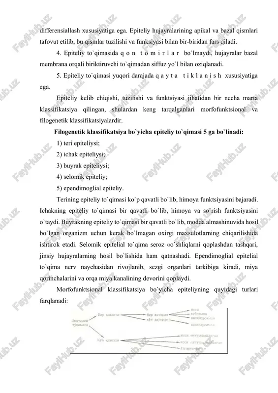 ashkil topgan. epiteliy to`qimasi hujayralarining bazal membrana bilan munosabatiga qarab bir va ko`p qavatli bo`ladi. bir qavatli epiteliy hujayralarining barchasi bazal plastinka bilan bevosita bog`langan. ko`p qavatli epiteliyda esa bazal plastinkaga faqat pastki qavat hujayralari tegib turadi. bir qavatli epiteliy o`z navbatida bir qatorli va ko`p qatorli bo`ladi. bir qatorli epiteliyda hamma hujayralar bir xil balandlikka ega bo`lib, ularning yadrolari bir tekislikda joylashadi (44-rasm). ko`p qatorli epiteliyda hamma hujayralar bazal membranaga tegib tursa ham, ular bir xil katta-kichiklikda emas va yadrolari turli tekislikda yotadi. ko`p qavatli yassi epiteliy muguzlanuvchi va muguzlanmaydigan bo`ladi. yuqori qavat hujayralari muguz tanachalarga aylanuvchi ko`p qavatli epiteliy muguzlanuvchi epiteliy deb ataladi. muguzlanish jarayoni kechmaydigan, ya’ni muguz tangachalar hosil bo`lmaydigan ko`p qavatli epiteliy muguzlanmaydigan epiteliy deb ataladi. ko`p qavatli epiteliyning maxsus turi o`zgaruvchan epiteliydir. bu epiteliy ba’zi a’zolarning (m: siydik qopchasi) devorining cho`zilgan yoki cho`zilmaganligiga qarab o`z ko`rinishini o`zgartirib turadi va shuning uchun ham o`zgaruvchan epiteliy deb …