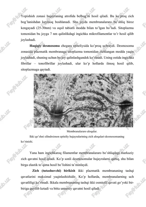 toplazma tomonidan zichlangan modda yaqin joylashadi, shuning uchun bu joy qalinlashgandek ko’rinadi. uning ostida ingichka fibrillar – tonofibrillar joylashadi, ular ko’p hollarda ilmoq hosil qilib, sitoplazmaga qaytadi. membranalararo aloqalar. ikki qo’shni silindrsimon epiteliy hujayralarining zich aloqalari-desmosomaning ko’rinishi. yana ham ingichkaroq filamentlar membranalararo bo’shliqdagi markaziy zich qavatni hosil qiladi. ko’p sonli desmosomalar hujayralarni qattiq, shu bilan birga elastik to’qima hosil bo’lishini ta’minlaydi. zich (tutashuvchi) birikish ikki plazmatik membrananing tashqi qavatlarini maksimal yaqinlashishidir. ko’p hollarda, membranalarning uch qavatliligi ko’rinadi. ikkala membrananing tashqi ikki osmiofil qavati go’yoki bir-biriga quyilib ketadi va bitta umumiy qavatni hosil qiladi. membranalarning quyilishi bir necha nuqtali yaqinlashish orqali bo’ladi. zich birikish endoteliy, mezoteliy, ependima hujayralarida uchraydi. bu to’qimalar kulturasida fibroblastlar, embrional epiteliy va mezenxima hujayralarida ham kuzatilgan. tirqishli birikishlar hujayralarning kommunikatsion bog’lanishi hisoblanadi. bular kimyoviy moddalarni bir hujaradan ikkinchisiga to’g’ridanto’g’ri o’tkazish uchun xizmat qilib, katta fiziologik ahamiyatga ega bo’ladi. bu birikishning xarakterli tomoni qo’shni hujayralar plazmatik membranalarining 2-3 …