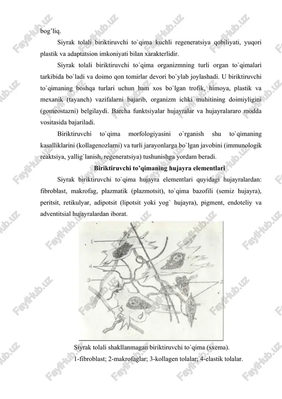 fibroblastlar (lat. fibra - tola, yunon. blastos - kurtak) biriktiruvchi to`qimaning asosiy hujayra elementlaridan hisoblanali. fibroblast yirik (20 mkm ga yaqin) noto`g`ri shakldagi hujayra bo`lib, qobig`i bir talay uzun o`simtalar hosil qiladi. sitoplazma chegarasi faqat elektron mikroskopdagina aniq ko`rinadi. fibroblast sitoplazmasida ikki qism: tashqi-ektoplazma va ichki - endoplazma tafovut qilinadi. ektoplazma faqat gialoplazmadan iborat bo`lib, ochroq bo`yaladi. endoplazma esa yadro atrofidagi hujayra organellari va kiritmalari joylashgan to`qroq bo`yalgan qismdir. fibroblast yadrosi yirik, cho`zinchoq shaklda bo`lib, o`zida asosan mayda euxromatin tutadi. kam differentsiallashgan fibroblastlar yadrosida bir yoki bir nechta yadrocha uchraydi. hujayra differentsiallanishi davomida yadrochalar yo`qolib boradi. hujayra sitoplazmasining submikroskopik tuzilishi ham differeniiellanish darajasiga bog`liqdir. kam differentsiallashgan fibroblastlarda hujayra organellalari hali unchalik taraqqiy etmagandir. differentsiallanish davomida fibroblastlar sintez qobiliyatiga ega bo`lgan aktiv hujayralarga aylanadi. sitoplazmada juda yaxshi rivojlangan endoplazmatik to`r, golji kompleksi, mitoxondriyalarni, lizosomalarni ko`rish mumkin. gistoximiyaviy analiz hujayra sitoplazmasida mukopolisaxaridlar kompleksi, glikogen, ribonukleoproteid va fermentlar borligini ko`rsatdi. fibroblast hujayrasining bir …