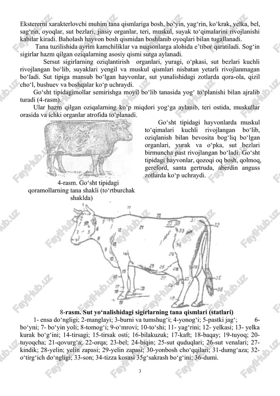 izil cho‘l, bushuev va boshqalar ko‘p uchraydi. go‘sht tipidagimollar semirishga moyil bo‘lib tanasida yog‘ to‘planishi bilan ajralib turadi (4-rasm). ular hazm qilgan oziqalarning ko‘p miqdori yog‘ga aylanib, teri ostida, muskullar orasida va ichki organlar atrofida to‘planadi. 4-rasm. go‘sht tipidagi qoramollarning tana shakli (to‘rtburchak shaklda) go‘sht tipidagi hayvonlarda muskul to‘qimalari kuchli rivojlangan bo‘lib, oziqlanish bilan bevosita bog‘liq bo‘lgan organlari, yurak va o‘pka, sut bezlari birmuncha past rivojlangan bo‘ladi. go‘sht tipidagi hayvonlar, qozoqi oq bosh, qolmoq, gereford, santa gertruda, aberdin anguss zotlarda ko‘p uchraydi. 8-rasm. sut yo‘nalishidagi sigirlarning tana qismlari (statlari) 1- ensa do‘ngligi; 2-manglayi; 3-burni va tumshug‘i; 4-yonog‘i; 5-pastki jag‘; 6-bo‘yni; 7- bo‘yin yoli; 8-tomog‘i; 9-o‘mrovi; 10-to‘shi; 11- yag‘rini; 12- yelkasi; 13- yelka kurak bo‘g‘ini; 14-tirsagi; 15-tirsak osti; 16-bilakuzuk; 17-kaft; 18-baqay; 19-tuyoq; 20-tuyoqcha; 21-qovurg‘a; 22-orqa; 23-bel; 24-biqin; 25-sut quduqlari; 26-sut venalari; 27-kindik; 28-yelin; yelin zapasi; 29-yelin zapasi; 30-yonbosh cho‘qqilari; 31-dumg‘aza; 32-o‘tirg‘ich do‘ngligi; 33-son; 34-tizza kosasi 35g‘sakrash bo‘g‘ini; 36-dumi. 9-rasm. go‘sht yunalishidagi …