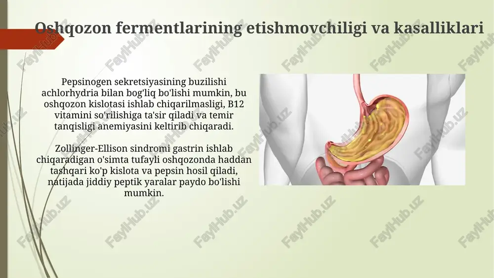 lishi gastrin, gistamin va asetilxolin kabi stimullar ta'sirida kuchayadi. ushbu moddalar parietal hujayralardagi retseptorlarga bog'lanib, ichki signal yo'llarini faollashtiradi. fermentlar sekretsiyasini boshqarish oshqozon sekretsiyasini boshqarishning sefalik bosqichi vagus nervi orqali amalga oshiriladi, bu esa asetilxolinni chiqaradi va parietal hujayralarni 50% ga rag'batlantiradi. ichak bosqichi ingichka ichak tomonidan ishlab chiqarilgan enterogastronga bog'liq; bu oshqozon kislotasining sekretsiyasini tormozlaydi va taxminan 10% ta'sirga ega. pepsinogen va pepsin oshqozon muhitidagi xlorid kislota (hcl) pepsinogenning uch o'lchamli tuzilishini o'zgartiradi, bu esa 44 aminokislotadan iborat peptid fragmentini avtokatalitik ajratish orqali pepsin hosil bo'lishiga olib keladi. pepsinogen - oshqozonning asosiy hujayralari tomonidan ishlab chiqariladigan, faol bo'lmagan zymogen, uning molekulyar og'irligi taxminan 40 kda ga teng va pepsinning precursori hisoblanadi. e'tiboringiz uchun rahmat @taqdimot_robot image2.jpg image3.jpg image4.jpg image5.jpg image6.jpg image7.jpg image8.jpg image9.jpg image10.jpg image11.jpg image12.jpg image13.jpg