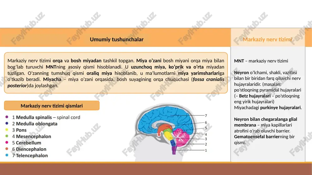 .1 metencephalon – miyacha va ko’prikni hosil qiladi • 3.2 myelencephalon – uzunchoq miya va to’rtinchi qorinchani hosil qiladi nerv tizimi taraqqiyoti • 4 bo’yin bukilmasi (flexura cervicalis) • 5 ko’prik bukilmasi (flexura pontina) • 6 mesensefal bukilma (flexura mesencephalica) orqa miya – medulla spinalis orqa miya bosh miyadan boshlanib taxminan 100 mln neyron va neyrogliyadan tuzilgan. orqa miya umurtqa pog’onasi kanali (canalis vertebralis) ichida himoyalangan holda turadi. 1. pars cranialis – miyaga qaragan qismi 2. pars caudalis – dum qismi 2.1 conus medullaris – miya konusi 2.2 pars spinalis fili terminalis – tolali oxiri 2.3 cauda equine – ot dumi 2 yoriqlar - fissurae va egatlar - sulci 2.1 oldingi o’rta yoriq - fissura mediana anterior 2.2 old-yon egat - sulcus anterolateralis 2.3 orqa-yon - sulcus posterolateralis 2.4 orqa oraqliq egat - sulcus intermedius posterior 1 kengaymalar - intumescentia 1.1 bo’yin kengaymasi - intumescentia cervicalis 1.2 lumbosacral enlargement - …