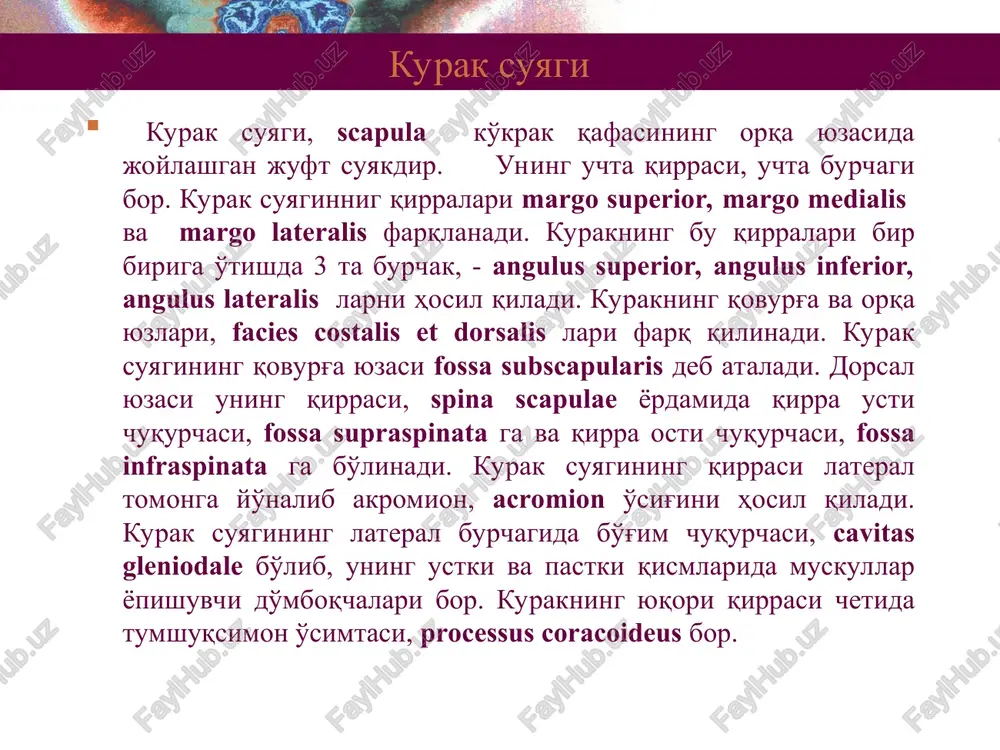 'g'onroq tirsak o'simtasi, olecranon va oldingi kichikroq tojsimon o'simta, processus coronoideus ga bo'linadi. ikki o'simtaning orasida g'altaksimon kemtik, incisura trochlearis joylashib, elka suyagi g'altagi bilan bo'g'im hosil qiladi. tojsimon o'simtaning bilak suyagi tomonida shu suyakning boshchasi bo'g'im hosil qiluvchi kemtigi incisura radialis, o'siqning old yuzasida esa g'adir budirlik, tuberositas ulnae bo'lib, bu erga m. brachialis ning payi kelib yopishadi. tirsak suyagining distal epifizida uning boshchasi, caput ulnae bo'lib, uning medial tomonidan bigizsimon o'siq, processus styloideus o'sib chiqqan. suyakning boshida bilak suyak bilan bo'g'im hosil qiluvchi gir aylanasi circumferentia articularis bor. tirsak suyagining proksimal qismi bilak va tirsak suyaklari bilak suyagi bilak suyagi - radius bilak suyagi tirsak suyagiga teskari o'laroq, distal epifizi yo'g'onroq. suyakning proksimal uchida boshchasi, caput radii bo'lib, elka suyagining boshchasi bilan bo'g'im hosil qiluvchi yassi chuqurchasi. boshchaning yon yuzasining yarmi circumferentia radii bilan egallangan bo'lib, tirsak suyagining kemtigi bilan birlashadi. suyakning bo'yni collum radii ingichkaroq. uning old …