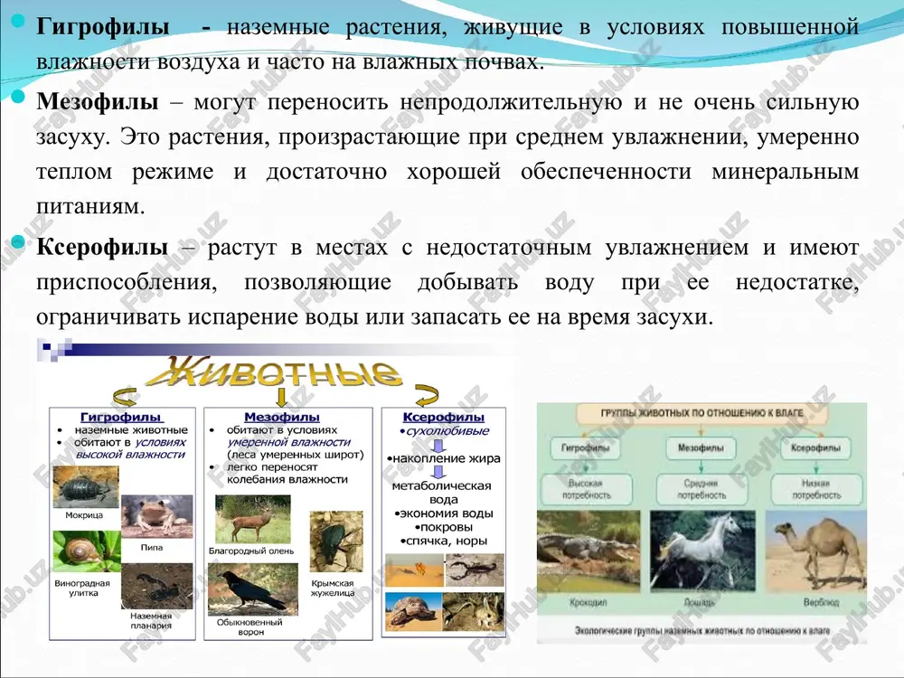 vaniya, rosta i razmnojeniya organizmov. bioticheskaya struktura bioticheskuyu strukturu sostavlyayut puti vzaimodeystviya raznix organizmov ekosistem. ekosistema predstavlena kategoriyami organizmov, razdelenie kotorix baziruetsya na preobladayushim sposobe pitaniya. avtotrofi (samopitayushiesya) – organizmi, proizvodyashie organicheskie soedineniya, ispolzuemie imi kak istochnik energii i pitatelnix veshestv iz neorganicheskix veshestv (uglekislogo gaza i vodi) posredstvom fotosinteza i xemosinteza. avtotrofov eshe nazivayut produtsentami, proizvoditelyami organicheskix veshestv iz neorganicheskix. geterotrofi – (pitayushiesya drugimi) organizmi, potreblyayushie gotovie organicheskie veshestva drugix organizmov i produkti ix jiznedeyatelnosti. eto vse jivotnie, gribi i bolshaya chast bakterii. v otlichie ot avtotrofov (produtsentov), geterotrofi vistupayut kak potrebiteli i razrushiteli (destruktori) organicheskix veshestv. v zavisimosti ot istochnikov pitaniya i uchastiya v destruktsii organicheskix veshestv oni podrazdelyayutsya na dve kategorii: konsumenti i redutsenti. konsumenti – potrebiteli organicheskogo veshestva jivix organizmov. konsumenti delyatsya na ryad podgrupp v sootvetstvii s razlichiyami v istochnikax pitaniya. nekotorie iz konsumentov potreblyayut jivie rasteniya i jivotnix, a ostalnie ispolzuyut v kachestve pishi …
