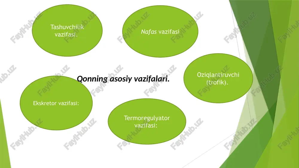 usiyatlariga ega. eritrotsitlar hujayra membranasi bilan o'ralgan va yadrosiz. elektron mikroskopda tsitoplazmasi zich, gemoglobin (nv) donachalar tutadi, anemiyada bazofil kiritmalar paydo bo'ladi siyraklashgan atmosferada, kuchli jismoniy mehnat paytida ham eritrotsitlarning soni ortishi mumkin. eritrotsitlar sonining turg'un ko'payib ketishi politsitemiya deyiladi va qon sistemasi kasalliklarida uchraydi. eritrotsitlar sonining kamayib ketishi eritrotsitopeniya deb atalib, bu turli xil kamqonlik (anemiya) larning xarakterli belgisi hisoblanadi. eritrotsitlar yuzasida rezus-faktor antigeni ham bo'ladi (rh). u 86% odamlarda bo'ladi (rh+), 14% odamda bo'lmaydi (rh–). hozirgi kunda qonning 30ga yaqin gruppalar sistemasi aniqlangan. ammo klinik amaliѐtda qon quyishda birinchi navbatda donor va retsipientlarning ab0 sistemasi (to'rtta gruppa) va rh-faktor (ikki gruppa – (rh+) va (rh–) aniqlanadi. eritrotsitlar taxminan 60% suvdan va 40% quruq moddadan iborat. quruq moddaning taxminan 95% ini gemoglobin tashkil etadi. ximiyaviy tuzilishi bo'yicha gemoglobin molekulasida temir elementi bo'lgan aktiv prostetik gruppa gemdan (4%) va oqsil gruppa globindan (96%) tarkib topgan. gemoglobinning 15 dan ortiq turi …